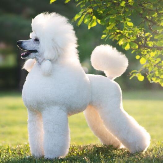 Poodle Standard Dog Breed Information Purina